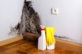 Why You Should Choose Our Mold Remediation Services in Saranac Lake, NY